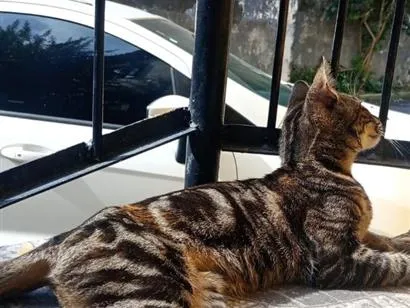 Gato raça SRD-ViraLata idade 2 a 6 meses nome Não tem nome