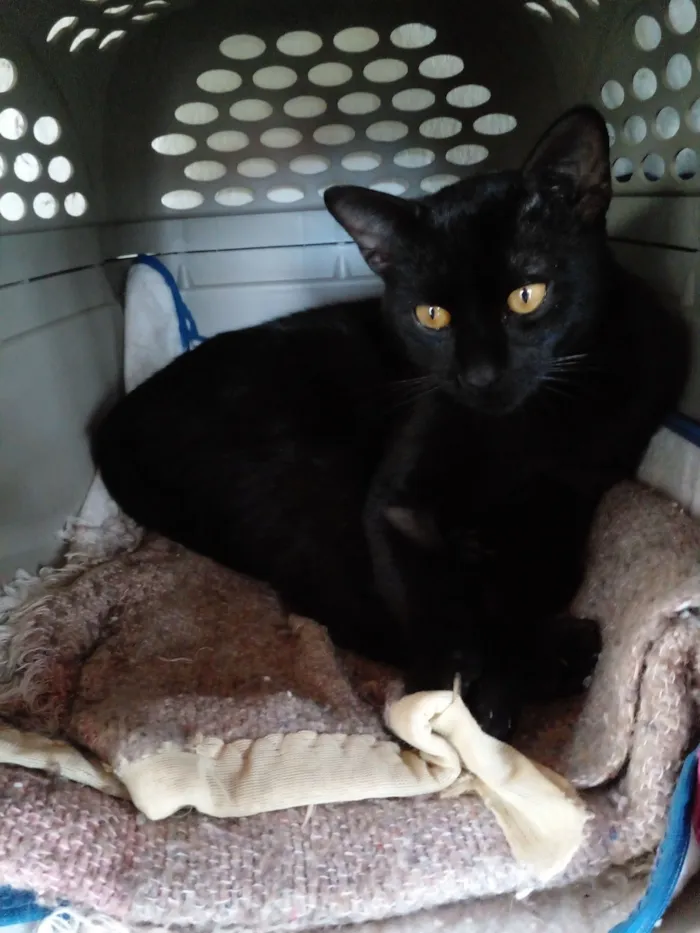 Gato raça SRD-ViraLata idade 7 a 11 meses nome Choquito