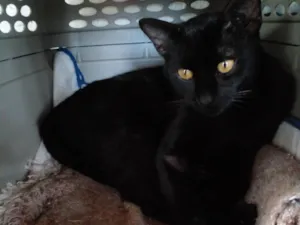 Gato raça SRD-ViraLata idade 7 a 11 meses nome Choquito