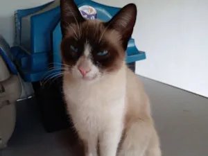 Gato raça SRD-ViraLata idade 7 a 11 meses nome Íris 