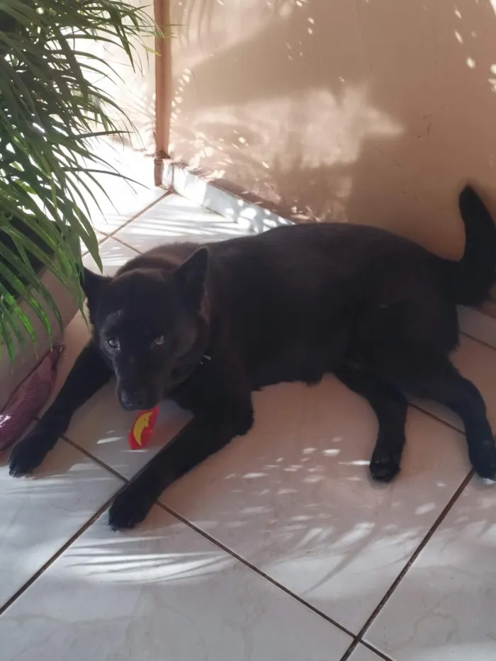 Cachorro raça SRD-ViraLata idade 6 ou mais anos nome zeus