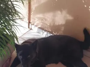 Cachorro raça SRD-ViraLata idade 6 ou mais anos nome zeus