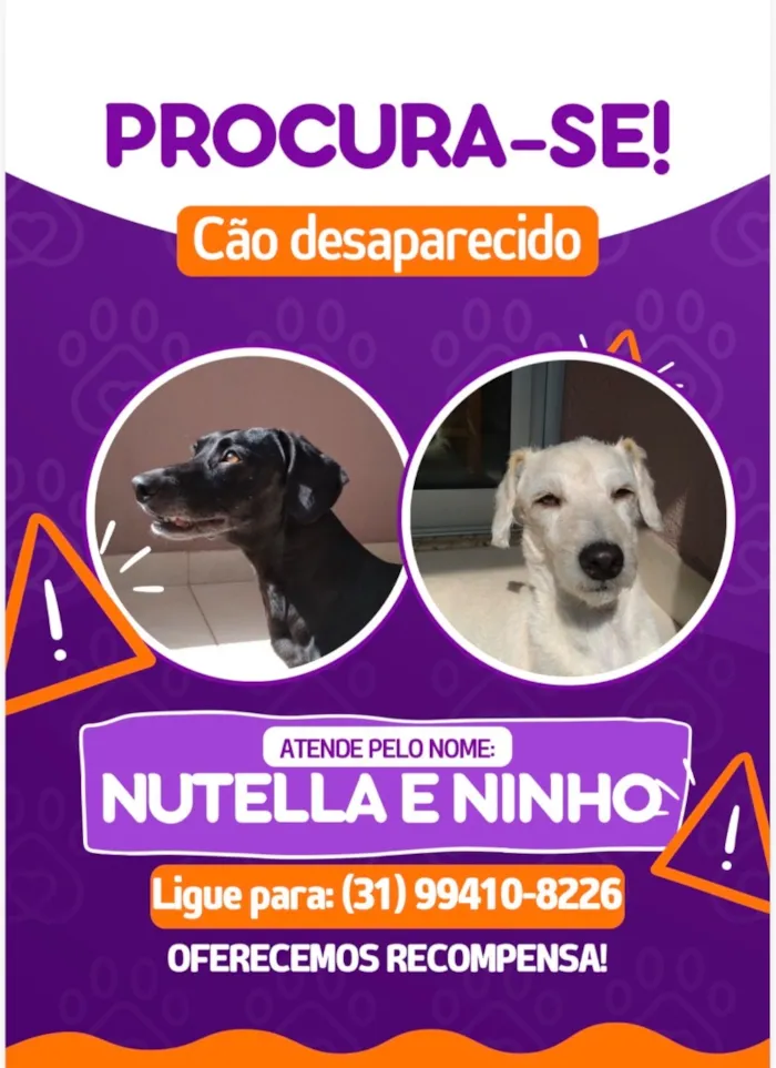 Cachorro raça SRD-ViraLata idade 6 ou mais anos nome Nutella e Ninho 