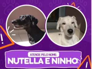 Cachorro raça SRD-ViraLata idade 6 ou mais anos nome Nutella e Ninho 