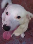 Bino