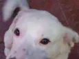 Bino