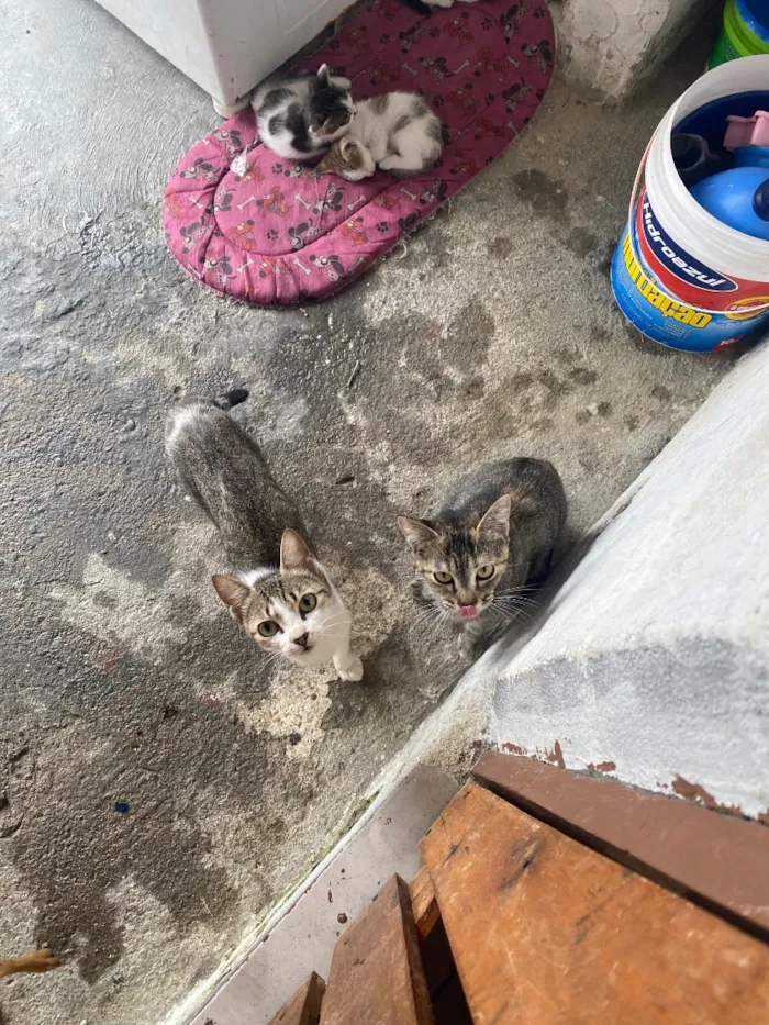 Gato raça SRD-ViraLata idade 2 a 6 meses nome Mia Roberta 