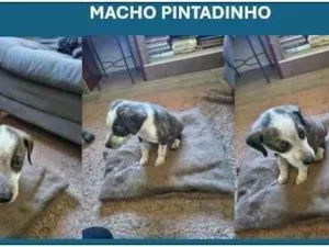 Cachorro raça SRD-ViraLata idade 2 a 6 meses nome Pintadinho