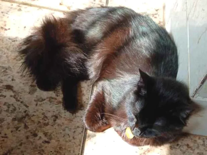 Gato raça SRD-ViraLata idade 1 ano nome Orion