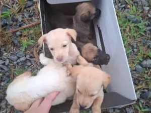 Cachorro raça SRD-ViraLata idade Abaixo de 2 meses nome Filhotes