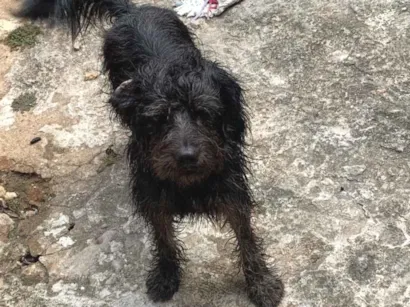 Cachorro raça Lhasa Apso idade 3 anos nome Rick