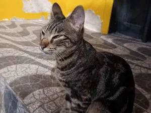 Gato raça SRD-ViraLata idade 2 a 6 meses nome Não tem nome