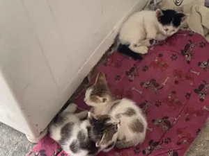 Gato raça SRD-ViraLata idade Abaixo de 2 meses nome Não tem 