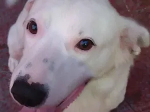 Cachorro raça SRD-ViraLata idade 5 anos nome Bino