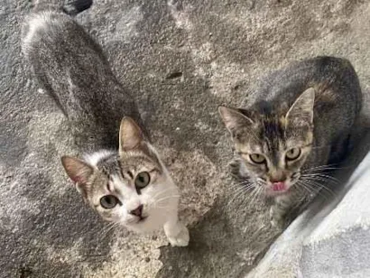 Gato raça SRD-ViraLata idade 2 a 6 meses nome Mia Roberta 
