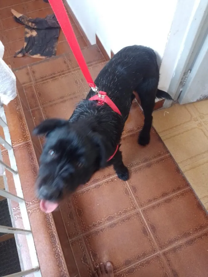 Cachorro raça SRD-ViraLata idade 7 a 11 meses nome Bob