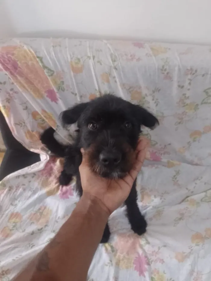 Cachorro raça SRD-ViraLata idade 7 a 11 meses nome Bob