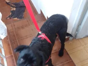 Cachorro raça SRD-ViraLata idade 7 a 11 meses nome Bob