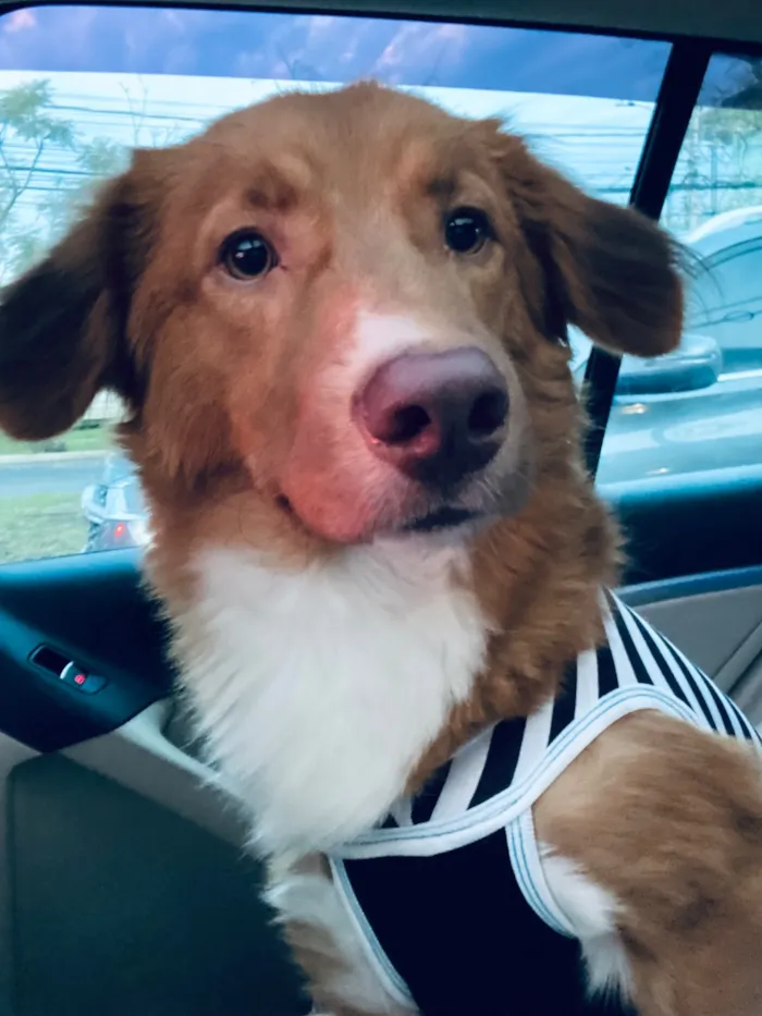 Cachorro raça SRD-ViraLata idade 1 ano nome Thor