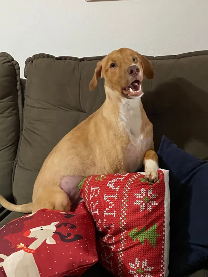 Cachorro raça SRD-ViraLata idade 1 ano nome Thor