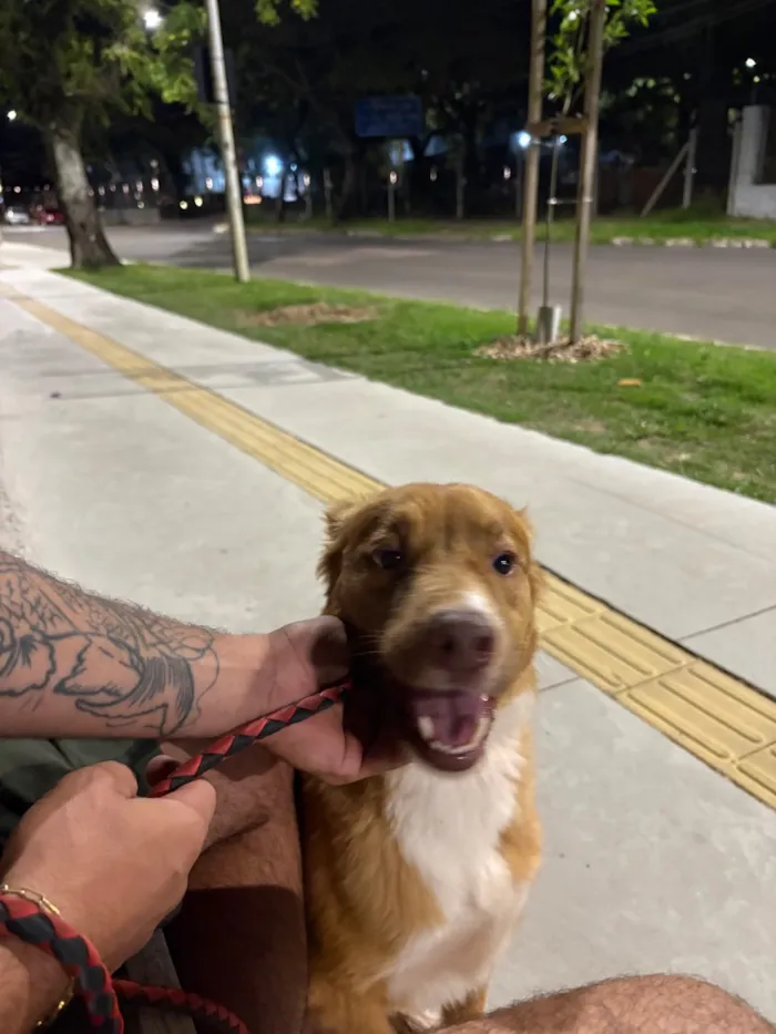 Cachorro raça SRD-ViraLata idade 1 ano nome Thor