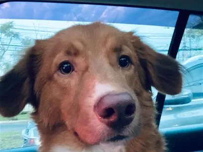 Cachorro raça SRD-ViraLata idade 1 ano nome Thor