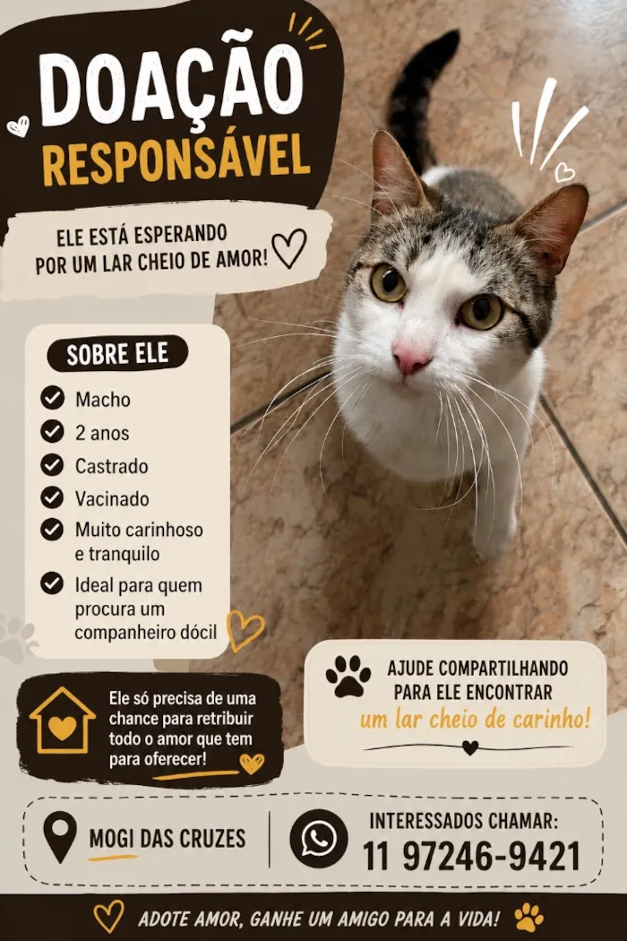 Gato raça SRD-ViraLata idade 2 anos nome Dunga