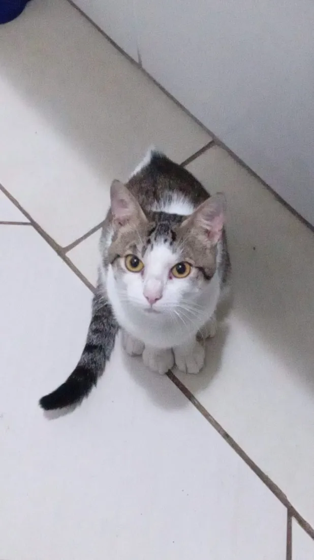 Gato raça SRD-ViraLata idade 2 anos nome Dunga
