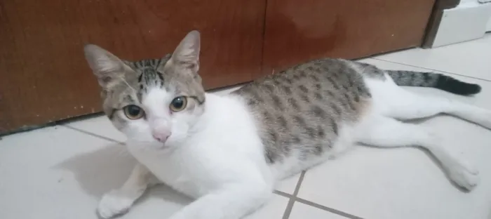 Gato raça SRD-ViraLata idade 2 anos nome Dunga