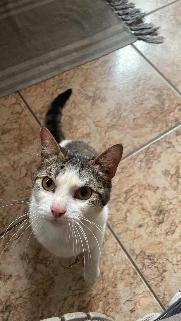 Gato raça SRD-ViraLata idade 2 anos nome Dunga