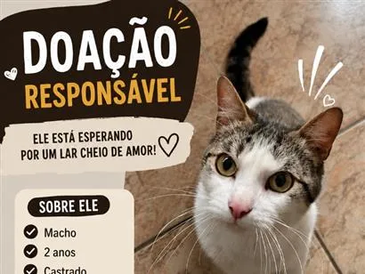 Gato raça SRD-ViraLata idade 2 anos nome Dunga
