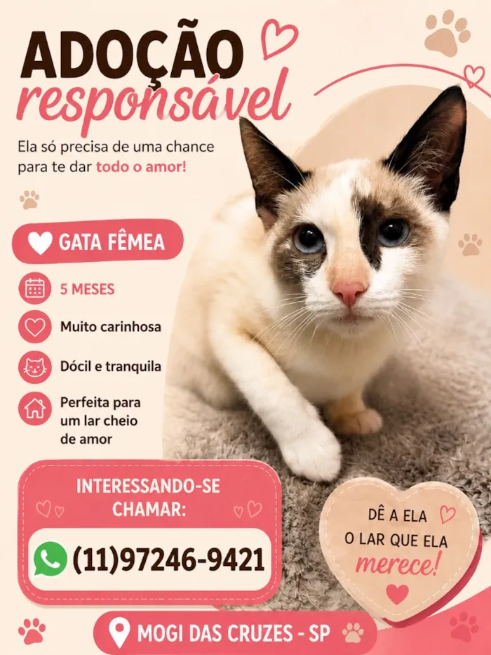 Gato raça SRD-ViraLata idade 2 a 6 meses nome SKY