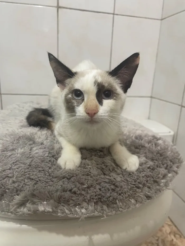 Gato raça SRD-ViraLata idade 2 a 6 meses nome SKY