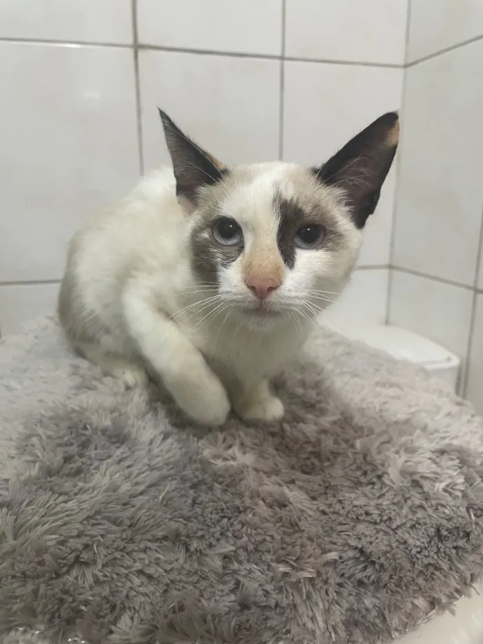Gato raça SRD-ViraLata idade 2 a 6 meses nome SKY