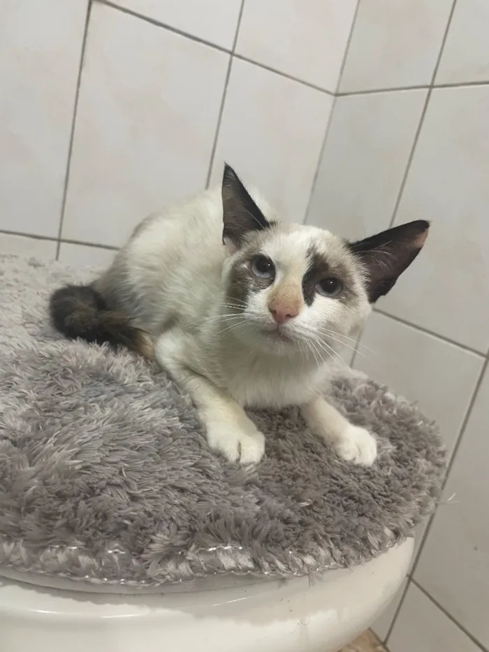 Gato raça SRD-ViraLata idade 2 a 6 meses nome SKY