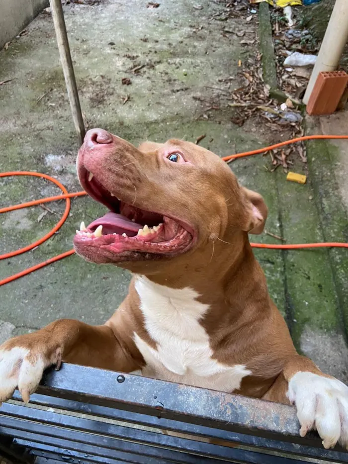 Cachorro raça Pit-Bull idade 5 anos nome Lyon