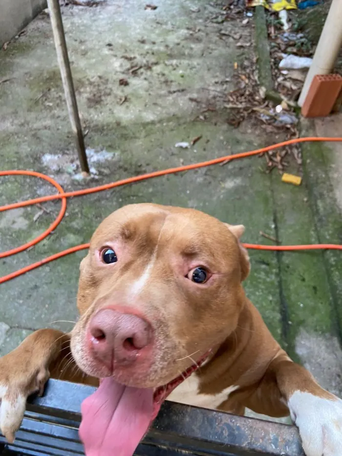 Cachorro raça Pit-Bull idade 5 anos nome Lyon