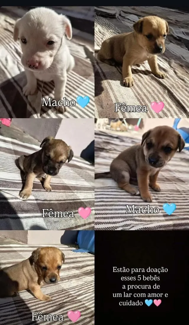Cachorro raça SRD-ViraLata idade Abaixo de 2 meses nome 6 filhos