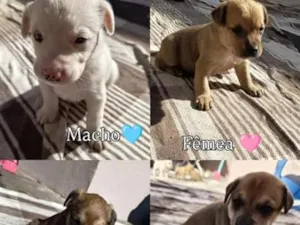 Cachorro raça SRD-ViraLata idade Abaixo de 2 meses nome 6 filhos
