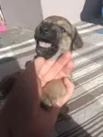 Ana