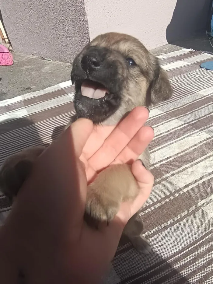Cachorro raça SRD-ViraLata idade 2 a 6 meses nome Ana