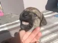 Ana