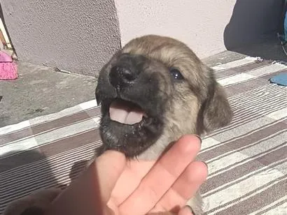 Cachorro raça SRD-ViraLata idade 2 a 6 meses nome Ana
