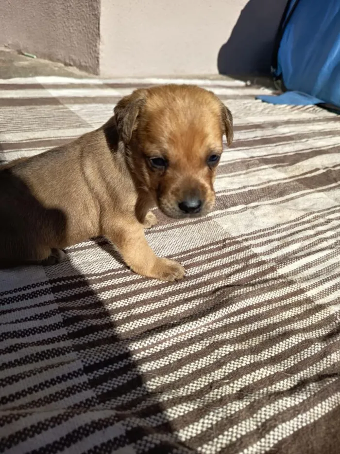 Cachorro raça SRD-ViraLata idade 2 a 6 meses nome cacau