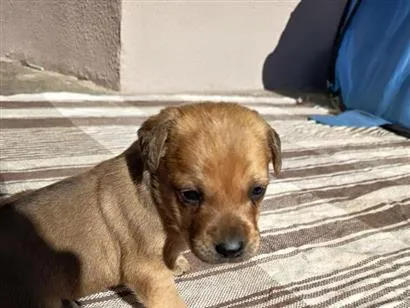 Cachorro raça SRD-ViraLata idade 2 a 6 meses nome cacau