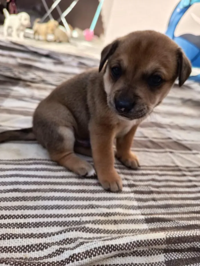 Cachorro raça SRD-ViraLata idade 2 a 6 meses nome céssio