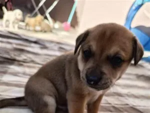 Cachorro raça SRD-ViraLata idade 2 a 6 meses nome céssio