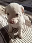 albino