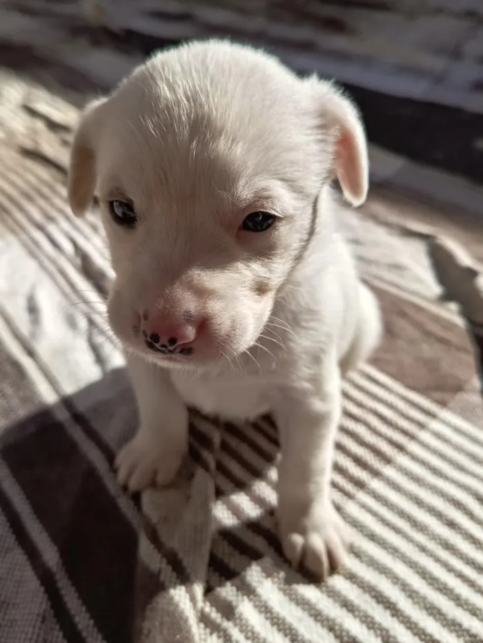 Cachorro raça SRD-ViraLata idade Abaixo de 2 meses nome albino