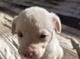 albino